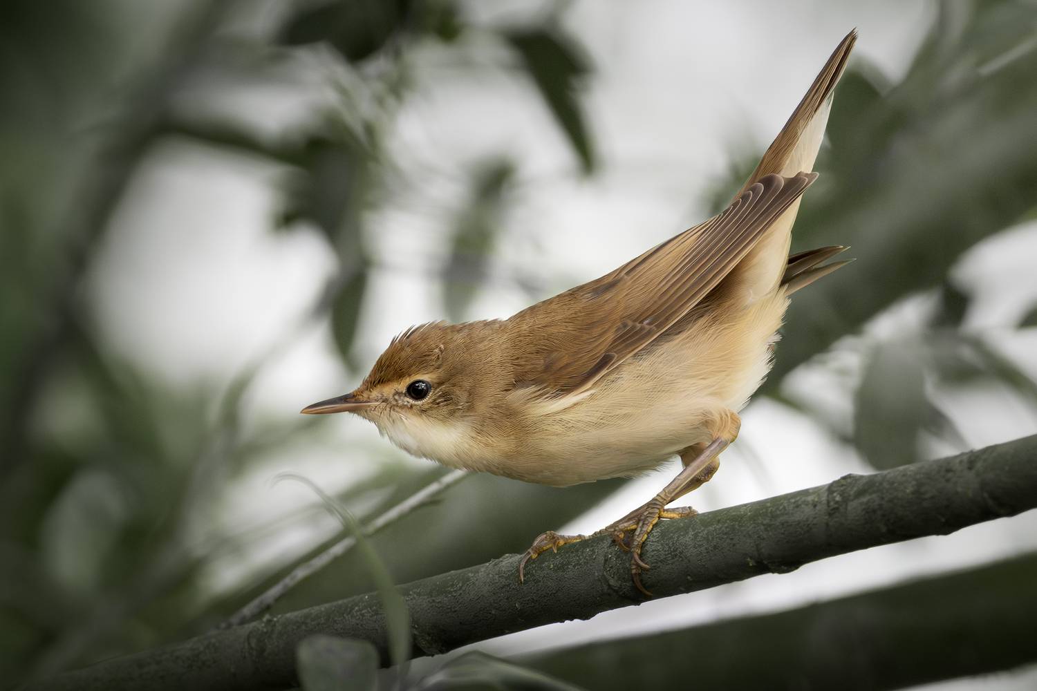 wildlife, birdwatching, nature, bird photography, Полина Шальнева