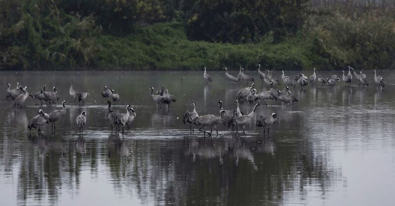 журавли,заповедник хула,израиль Утро журавлинное фото превью