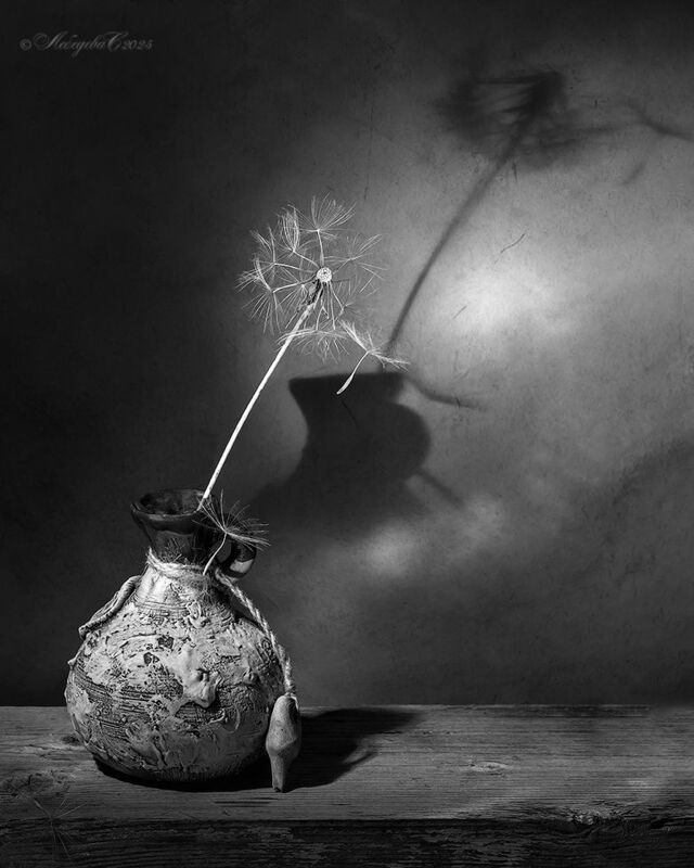 одуванчик,натюрморт,свет,тень Про облетевший одуванчик фото превью