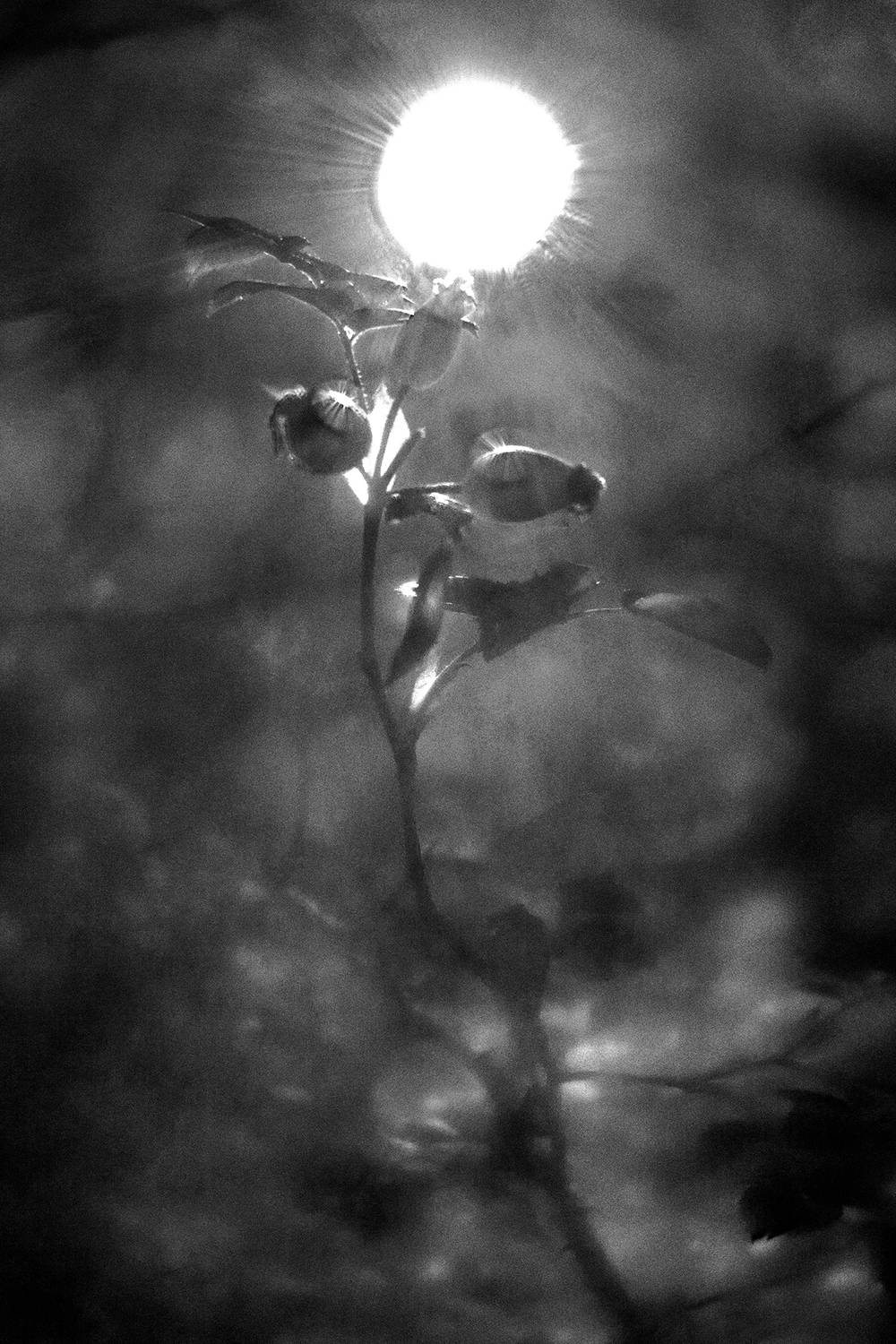 , Андрей Петросян