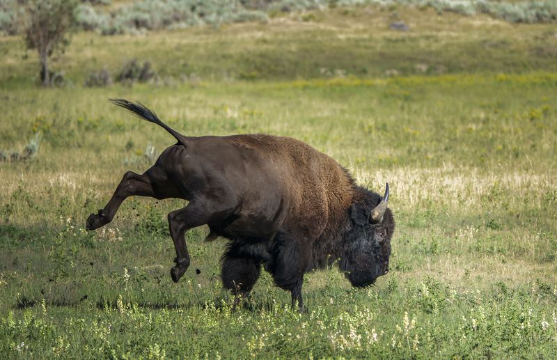 bison, bull,  Feisty bull  фото превью