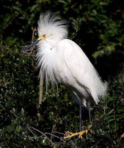 Американская белая цапля - Snowy Egret