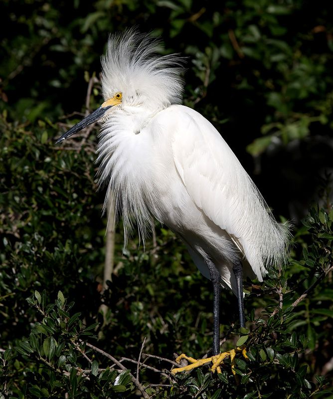 американская белая цапля, snowy egret, heron, florida, цапля, флорида Американская белая цапля - Snowy Egret фото превью