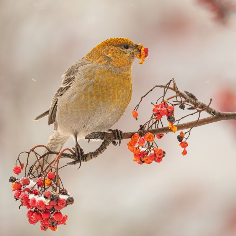 щур, птицы  фото превью