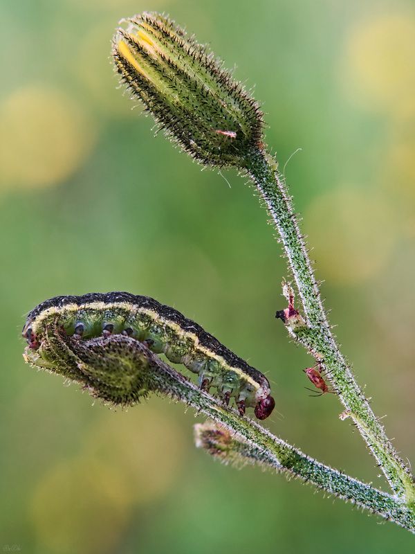 ложногусеница *** фото превью