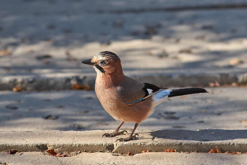 сойка, волгоград,  Сойка фото превью