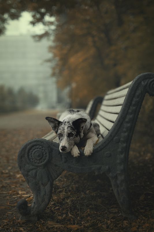 Осень в городе фото превью