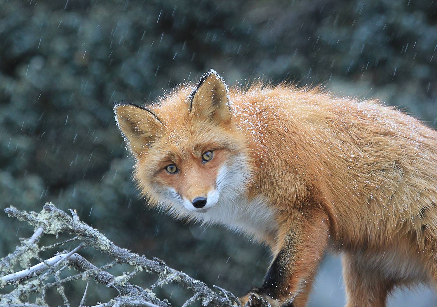 лиса, Валерий Платонов