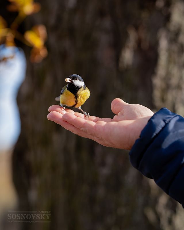 фото превью
