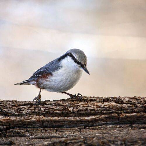 Поползень (Sitta europaea)