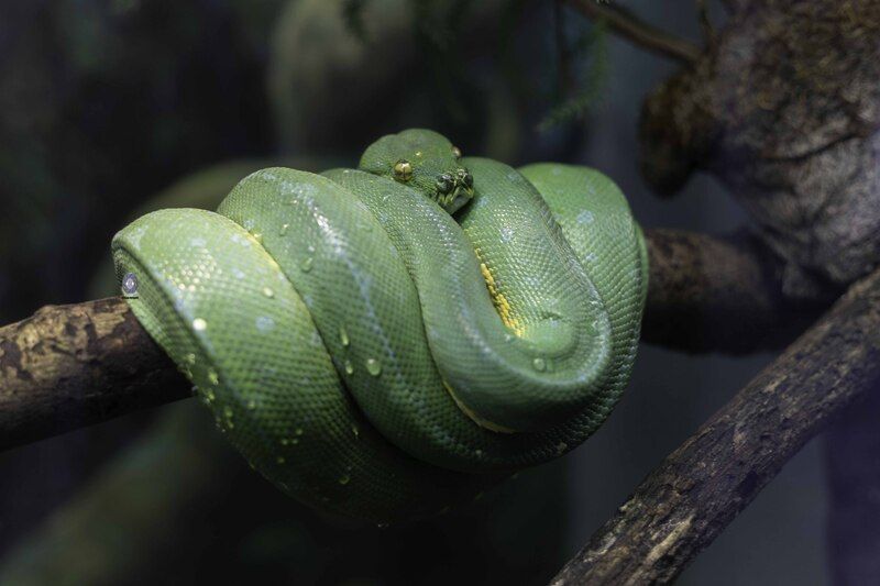Green tree python фото превью