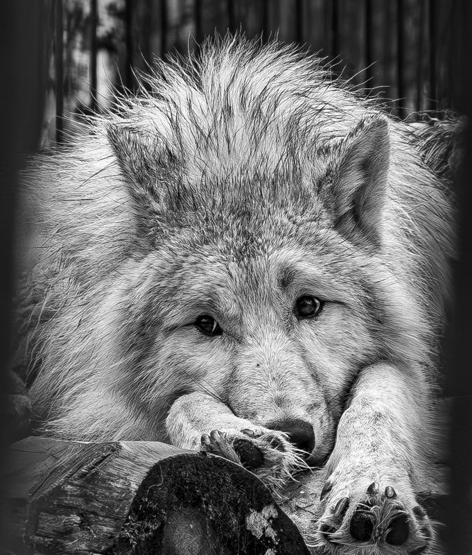 Волк фото превью