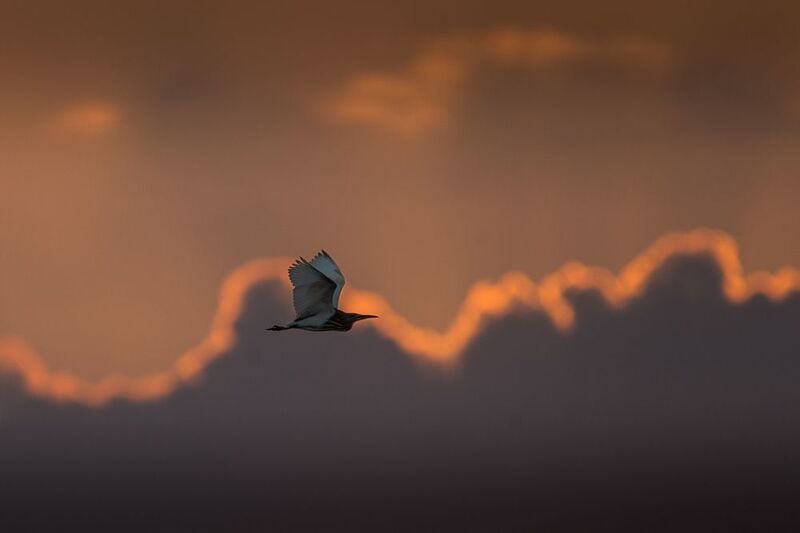 цапля, закат, полет цапля на закате фото превью