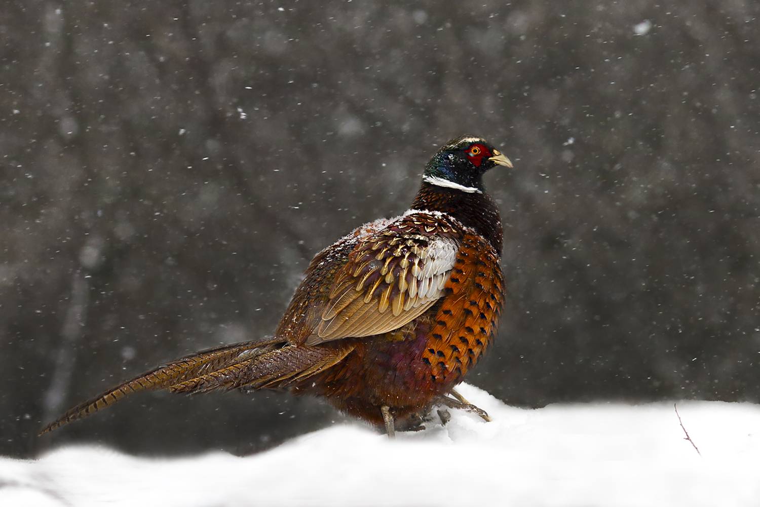 природа, Валерий Черняк