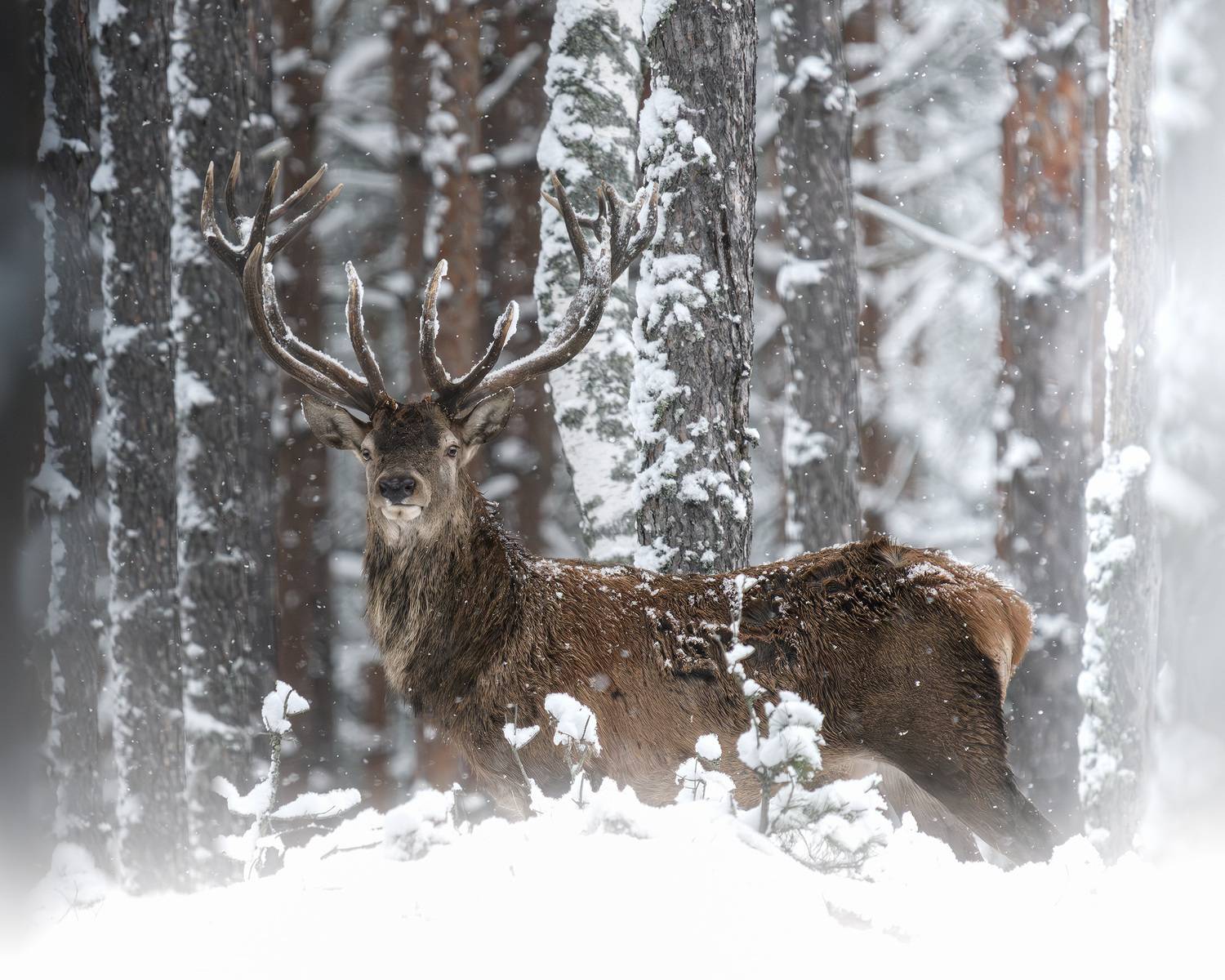 животные, олень, благородный олень, зима, лес, фотоохота, взгляд, wildlife, animals, nature, deer, Михаил Ездаков