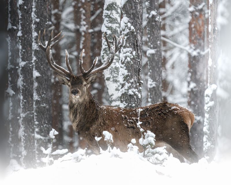животные, олень, благородный олень, зима, лес, фотоохота, взгляд, wildlife, animals, nature, deer  фото превью