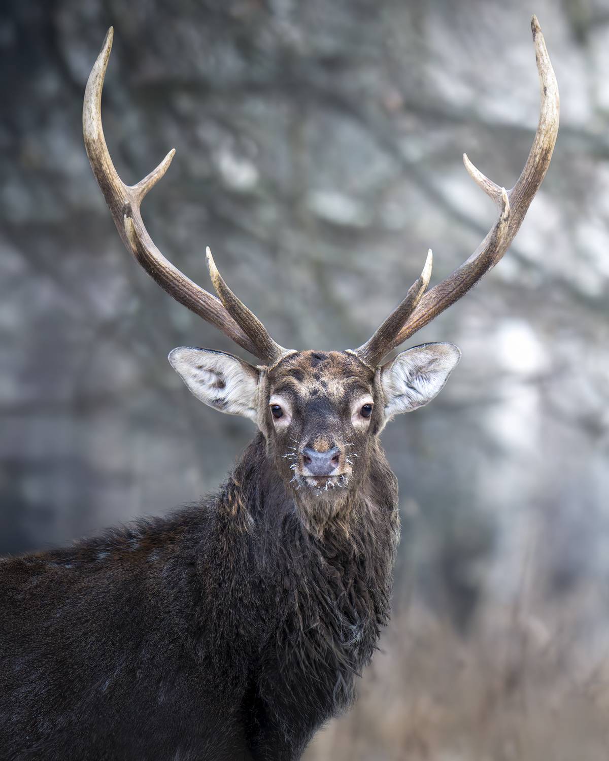 , Поляков Михаил