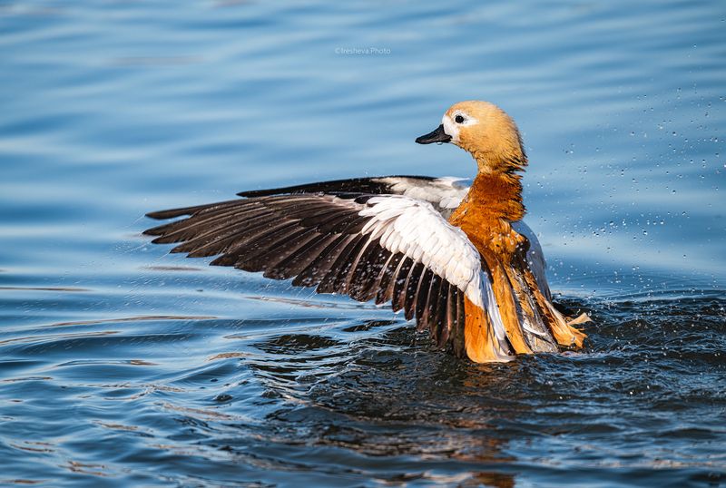 огарь,птица,утка Танец на воде фото превью