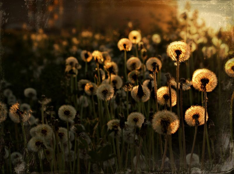 Из жизни одуванчиков фото превью