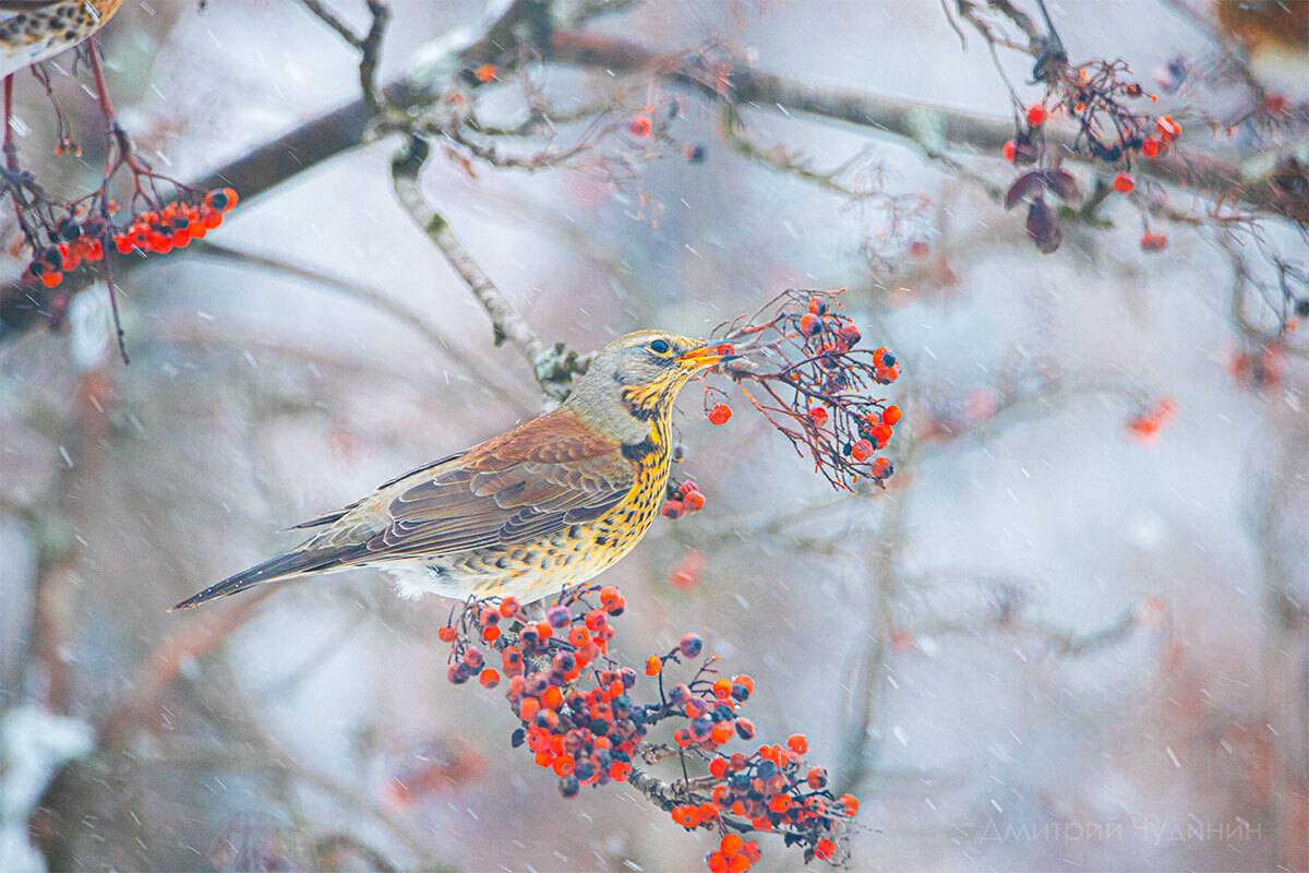 , Чудинин Дмитрий
