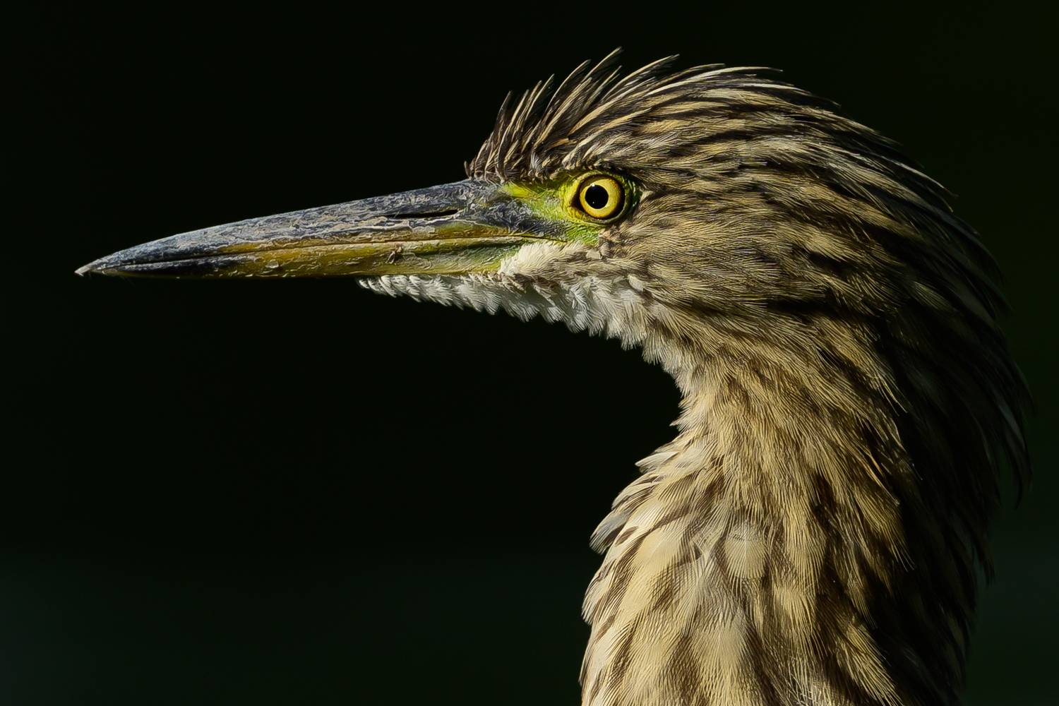 , Пупонин Сергей