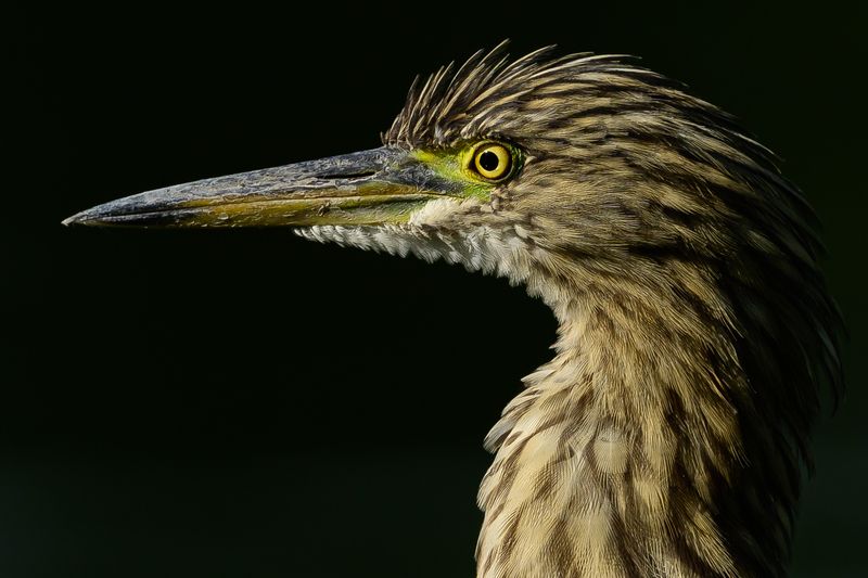 Индийская прудовая цапля фото превью