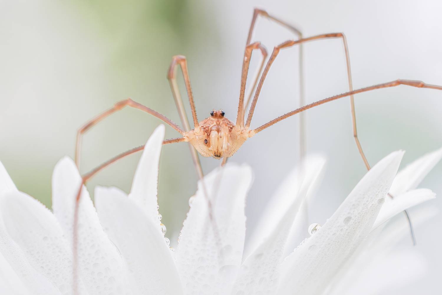 , Кузнецов Дмитрий