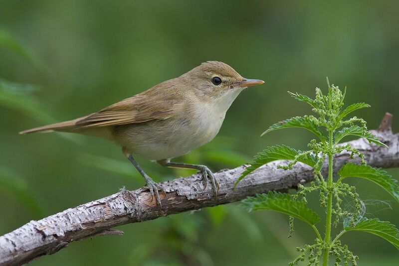 камышовка болотная,крапива,август Камышовка фото превью