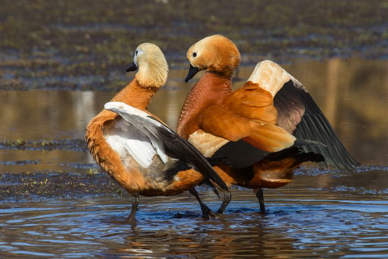 Свадебный танец. фото превью