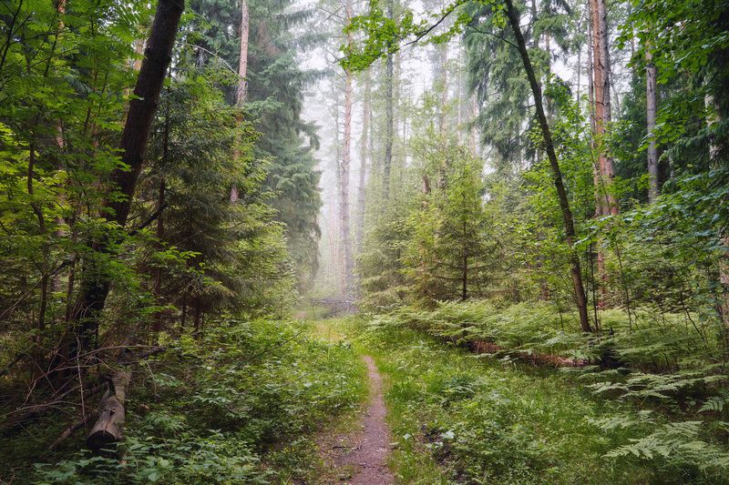 лес, деревья, листва, дымка В летнем лесу фото превью