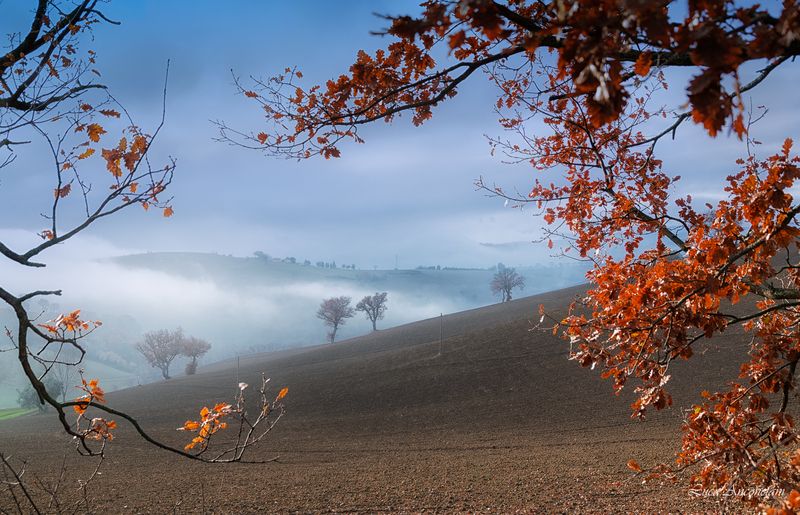 landscape mist fog hills trees autumn marche region italy A bit of fog фото превью