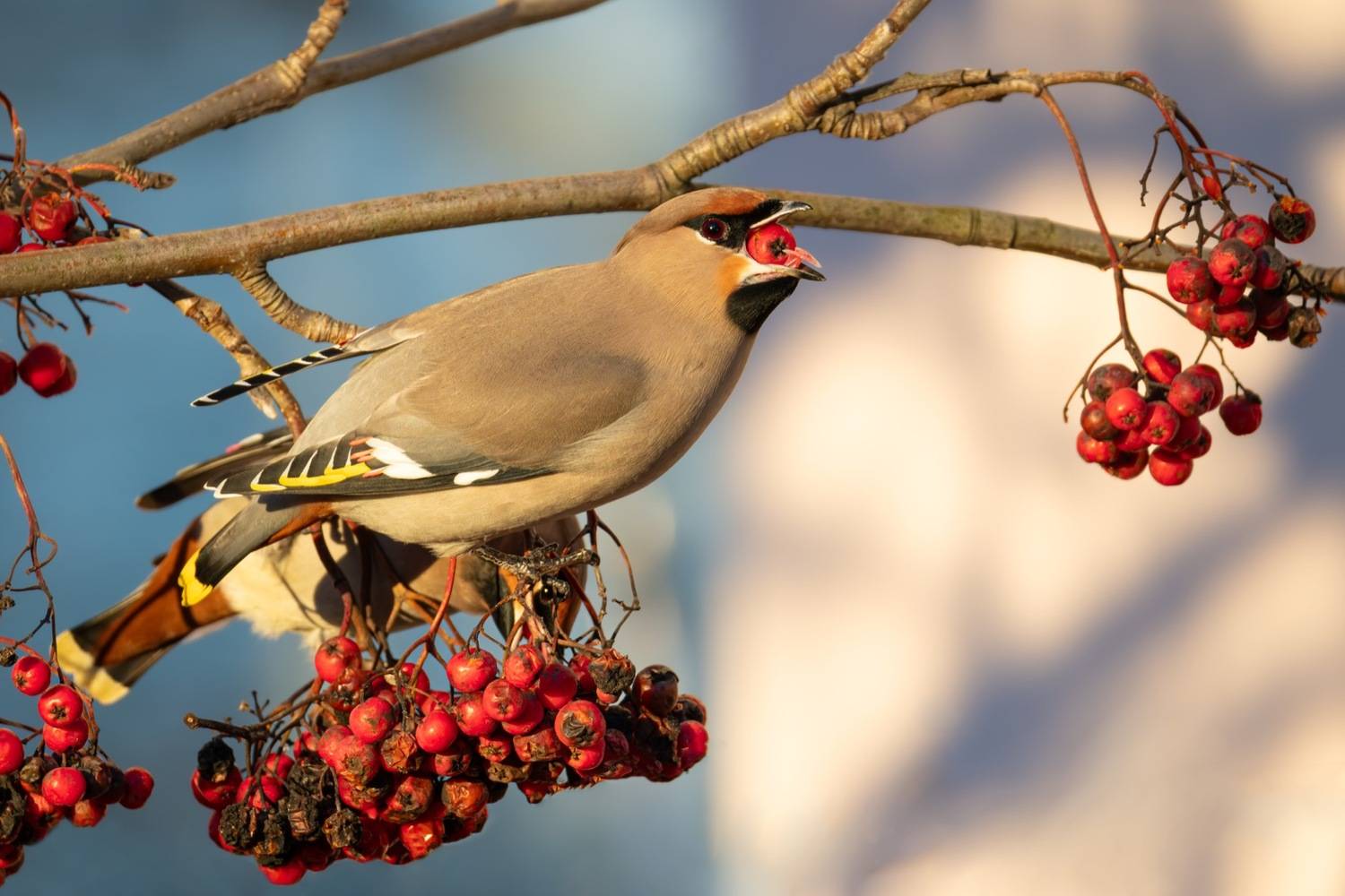 свиристель, птицы, рябина, Ruslan Pl