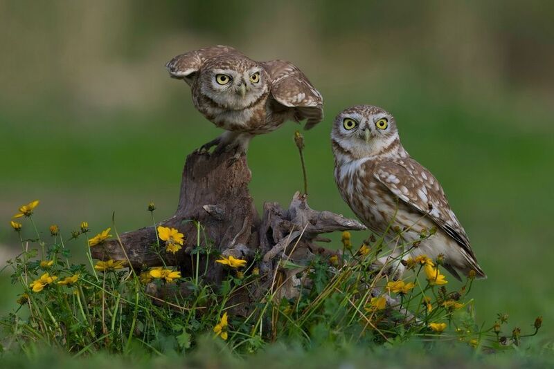 Amber Eyes in Emerald Grass фото превью