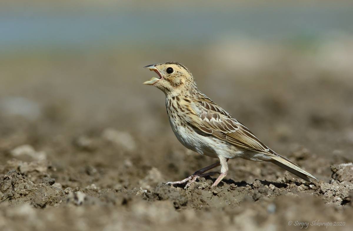 , Сергей Шкарупо