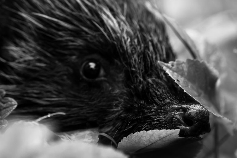 еж, ежиха, ёжик Любопытство фото превью