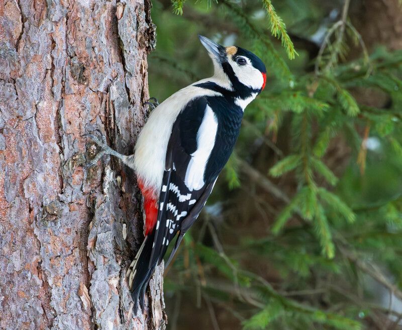 Большой пестрый дятел фото превью