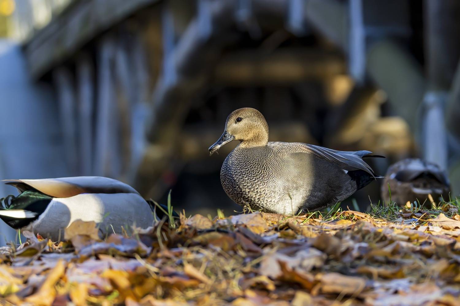 серая утка, утка, птицы, Ruslan Pl
