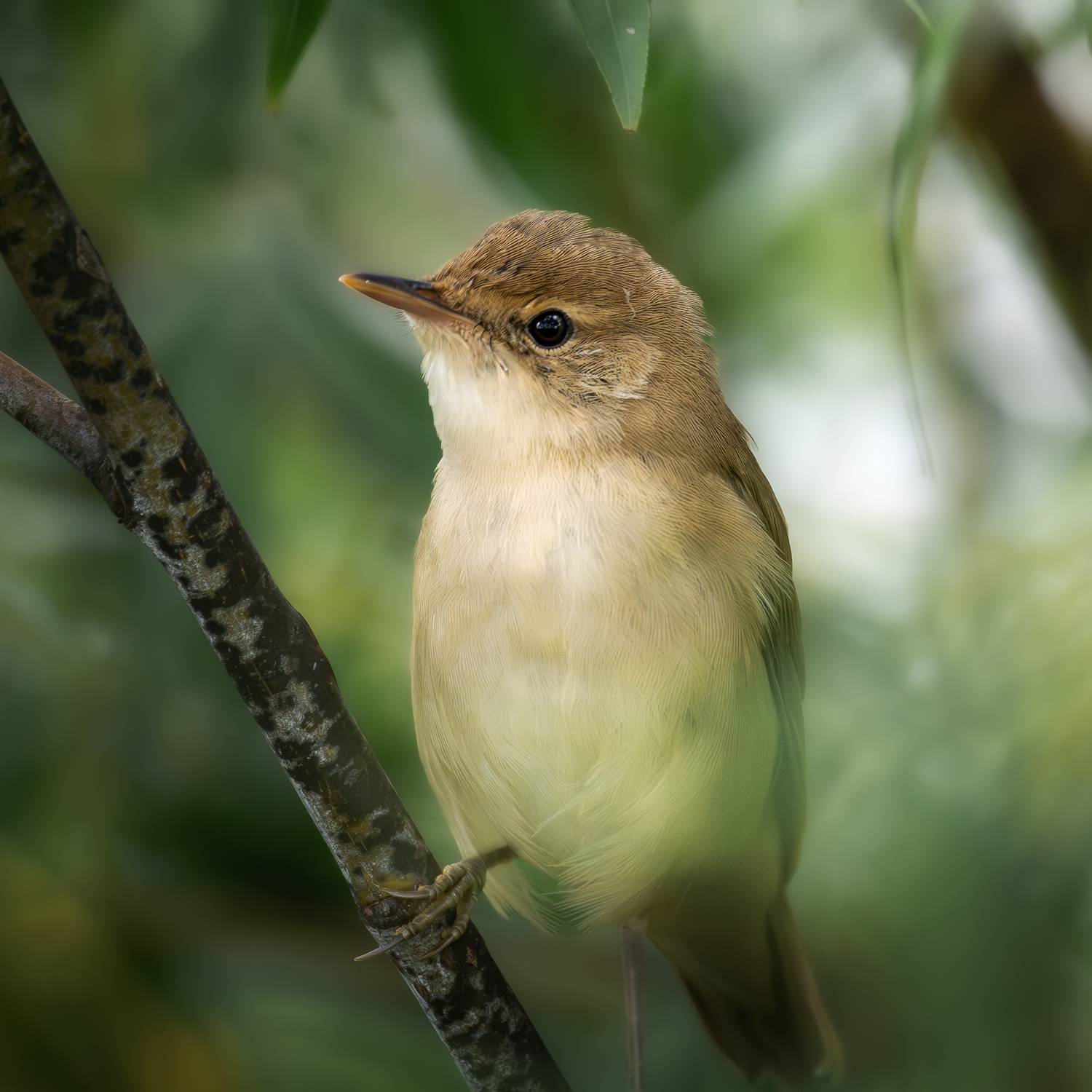 wildlife, birdwatching, nature, bird photography, Полина Шальнева