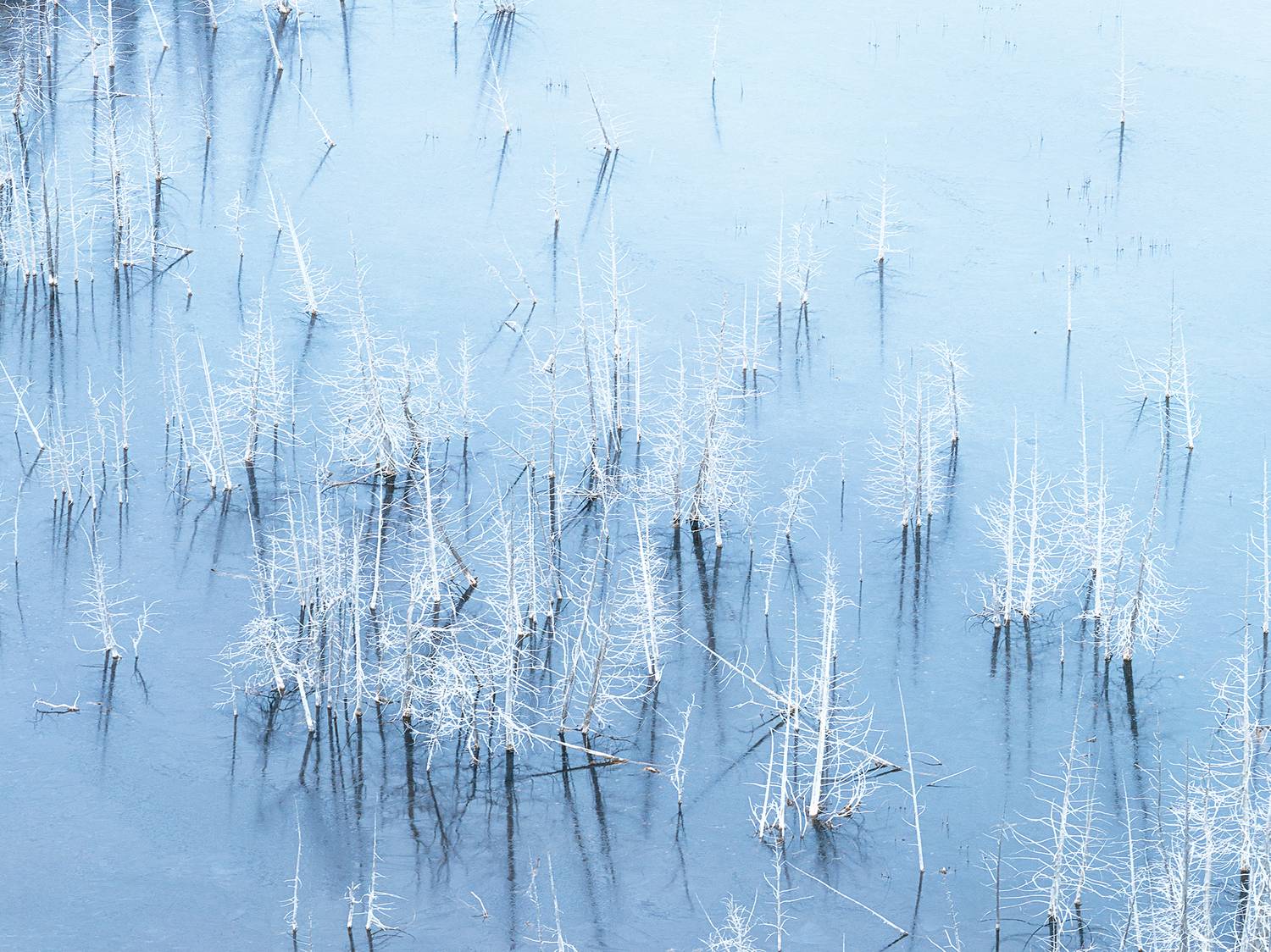 nature, winter, ice, snow, frozen, lake, frost, freezing, subzero, naturephotography, wonderworld, wintervibes, north, winterwonderland, fineart, fineartphotography, reflection, blue, minimalist, isolated, twig, crust, deadtrees, wintermood, blueaesthetic, Radovanovic Marko