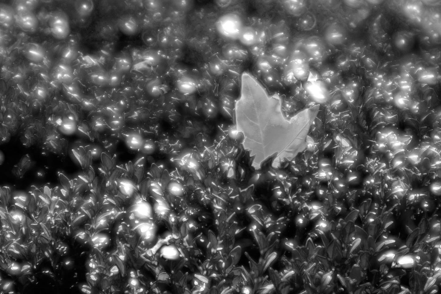 , Андрей Петросян