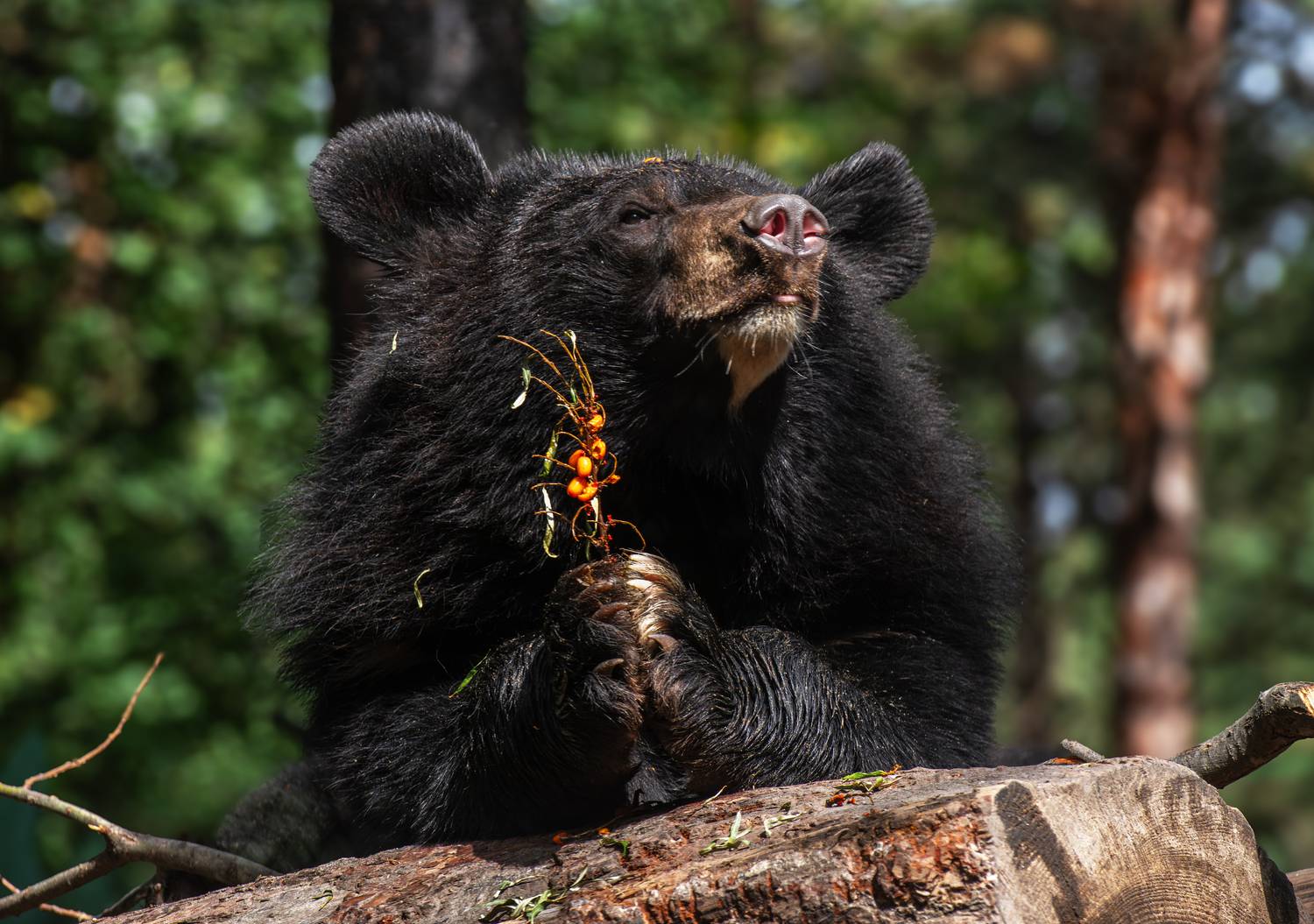 , Михаил Измайлов