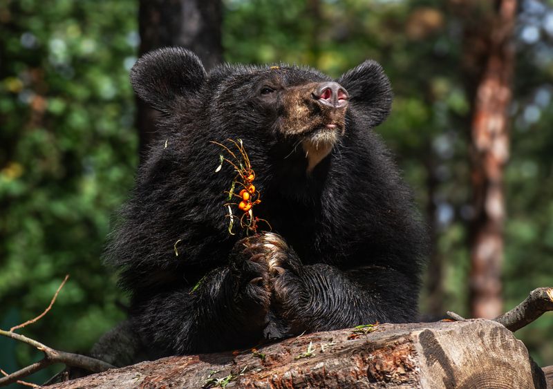 Гималайский медведь фото превью