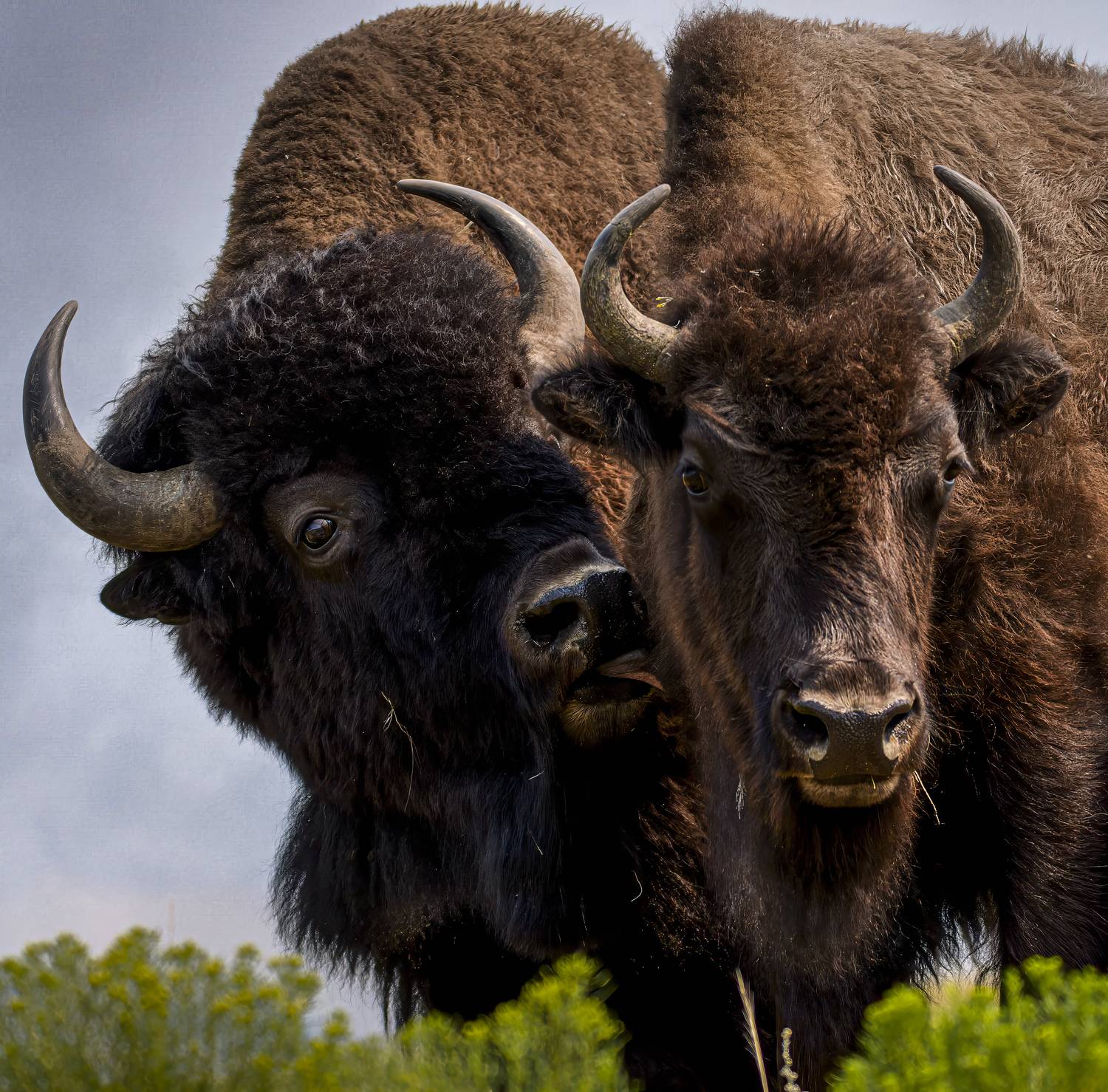 bison, bison kissing,, Angie Birmingham
