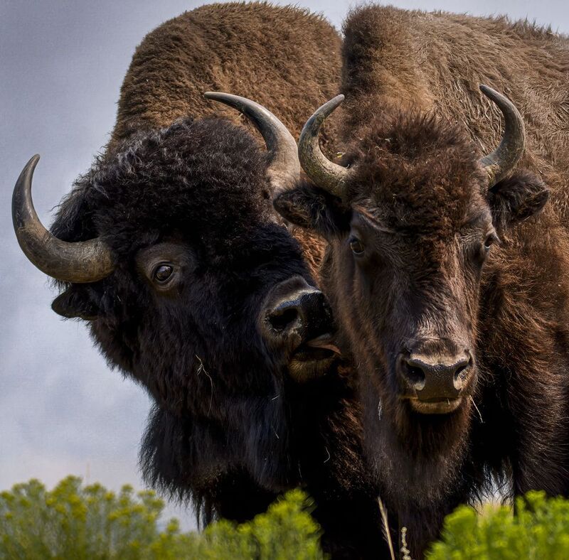 bison, bison kissing, Hi honey фото превью