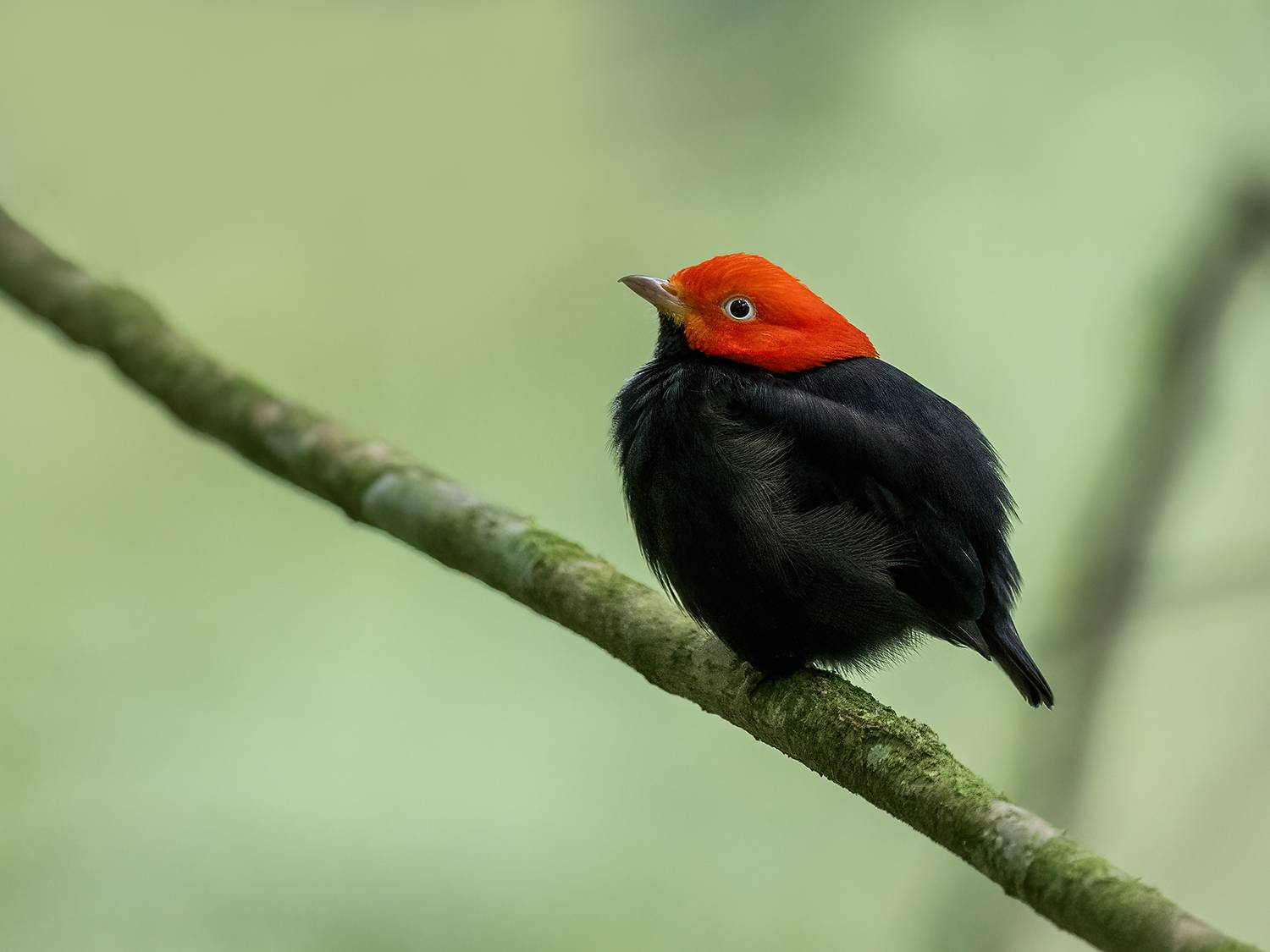 , Fernando Burgalin Sequeira