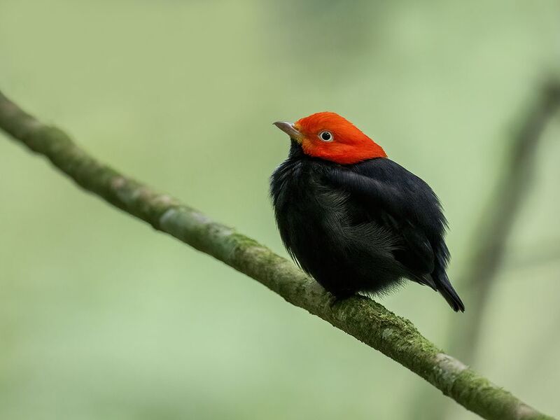Red-capped Manakin фото превью