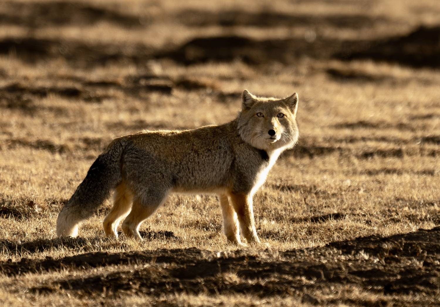 , Владимир Цветов