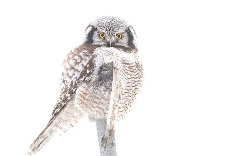 Морозно. фото превью