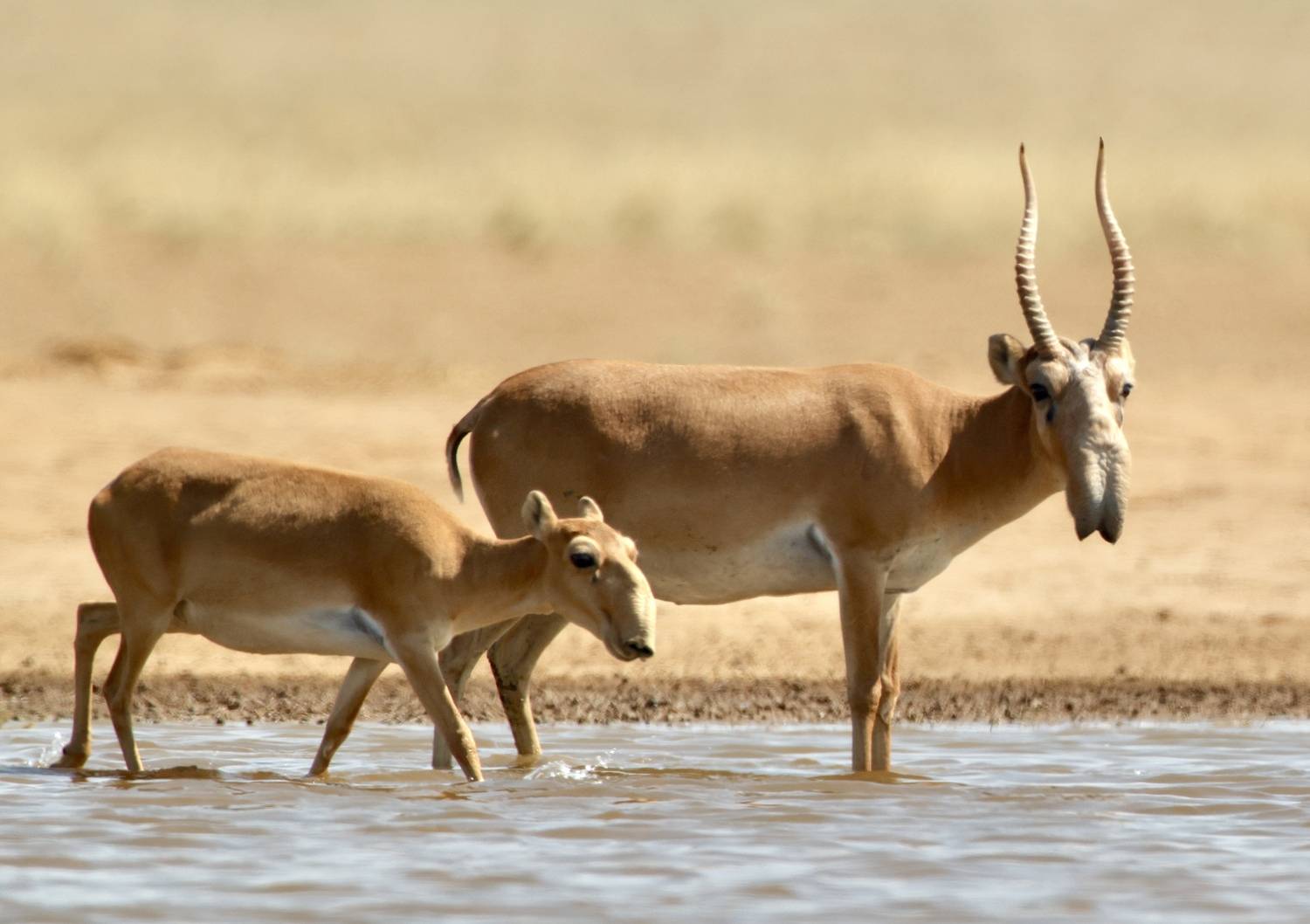 , Голубков Леонид