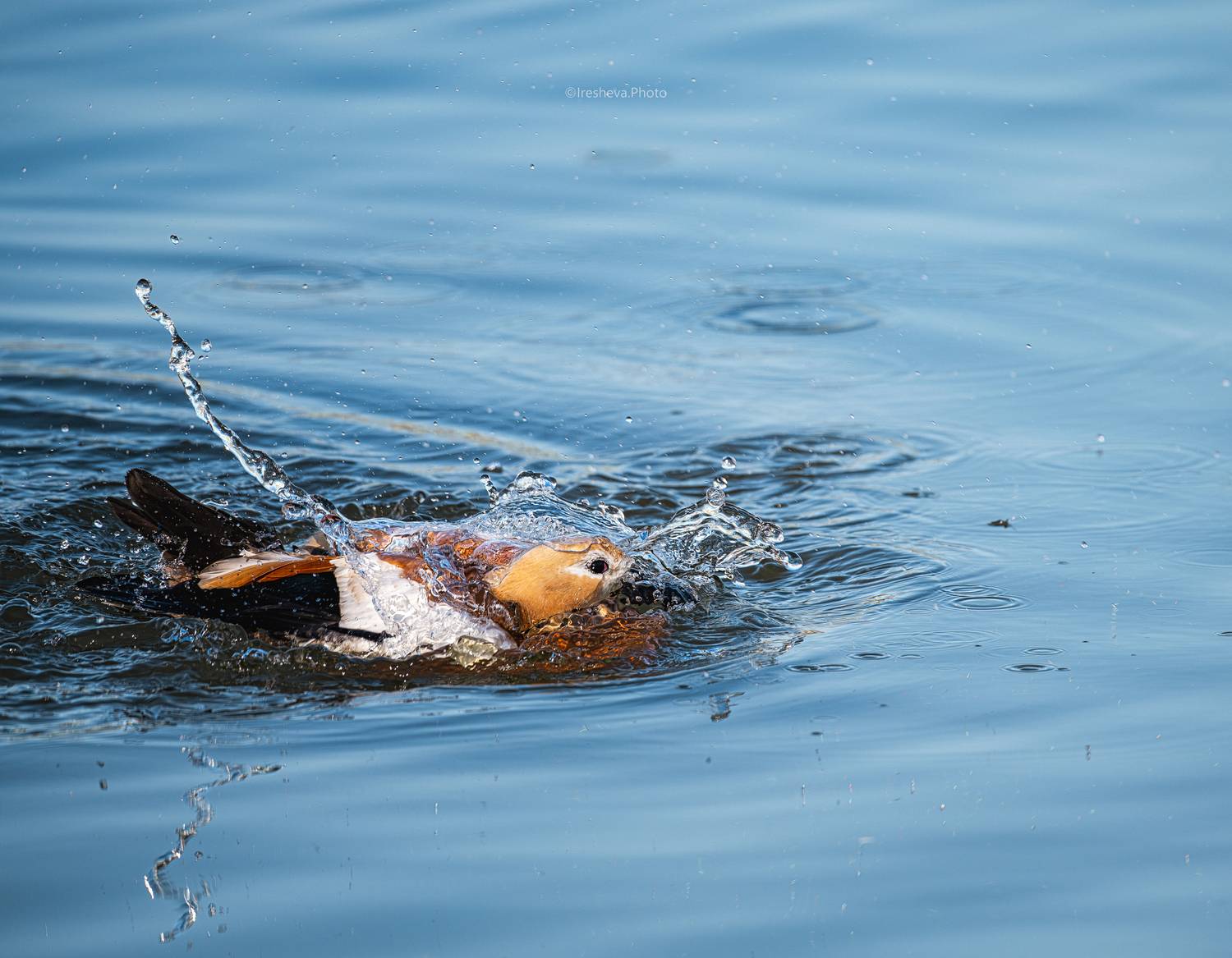Огарь,птица,утка, Ирешева Мария